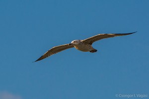 gull_aspect_ratio