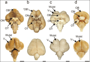 Bird_visual_processing_areas