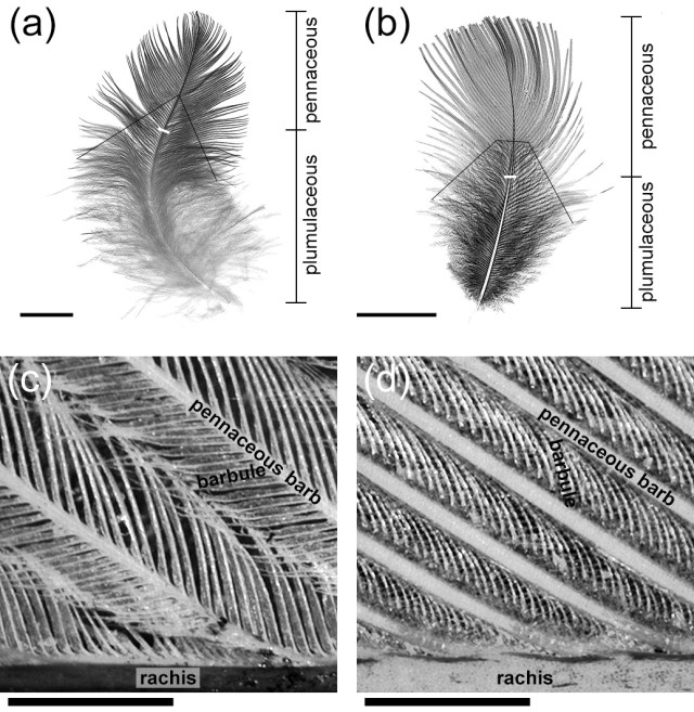 body_feather