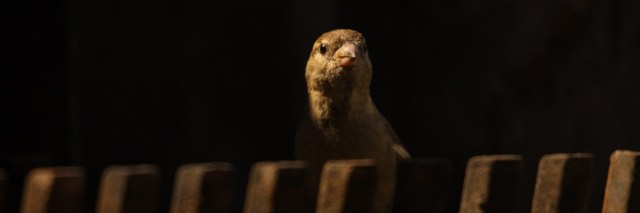 curious
